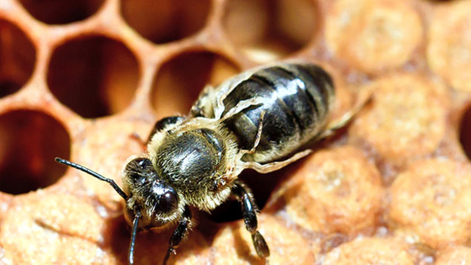 Virus deformovaných křídel včel
